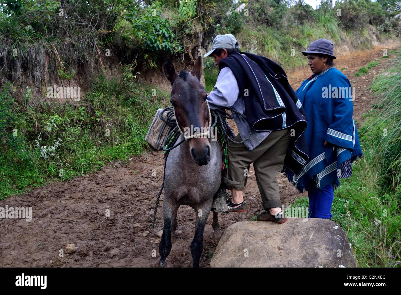 Transporting milk in Pulun ' Las Huaringas '  - HUANCABAMBA.. Department  of Piura .PERU Stock Photo
