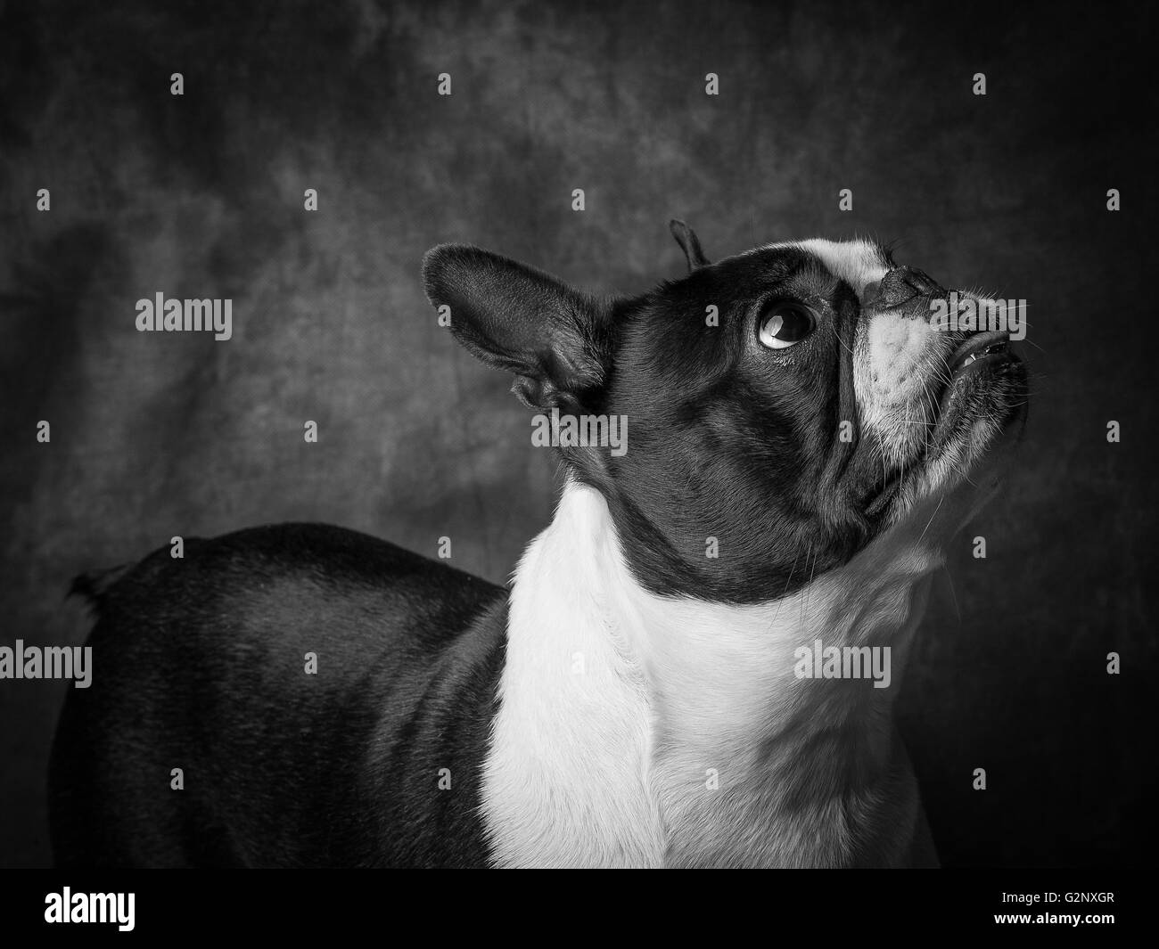 Miley The Female Boston Terrier Small Breed Dog Stock Photo