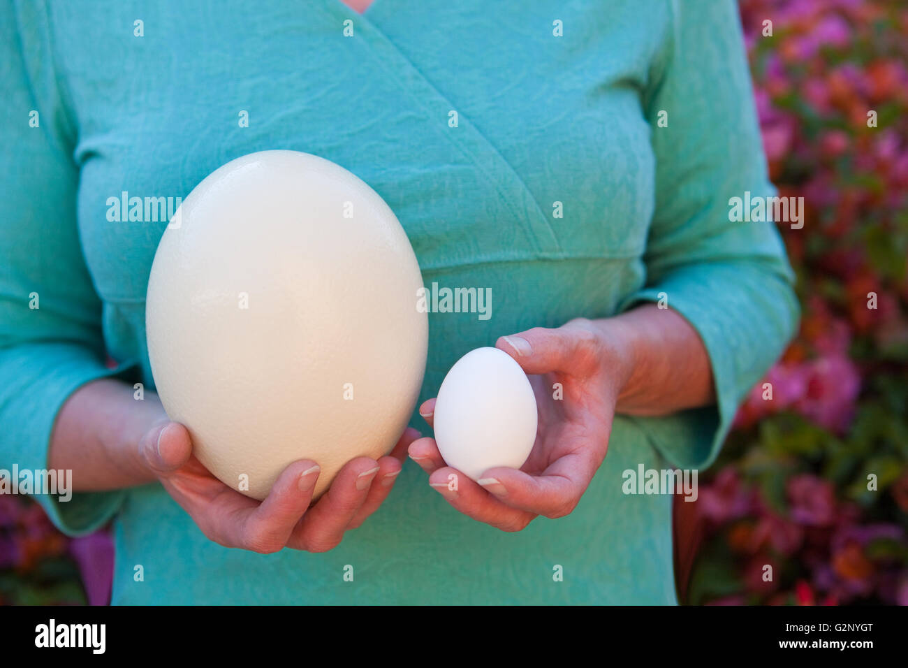 large ostrich egg compared to a small chicken egg, Ostrich Farm, Santa Ynez Valley, California Stock Photo