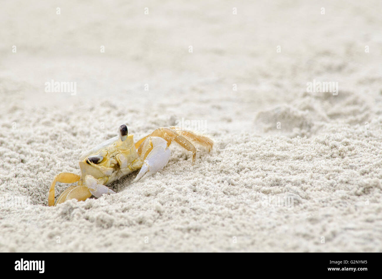 Ghost crab rubbing its eye Stock Photo Alamy