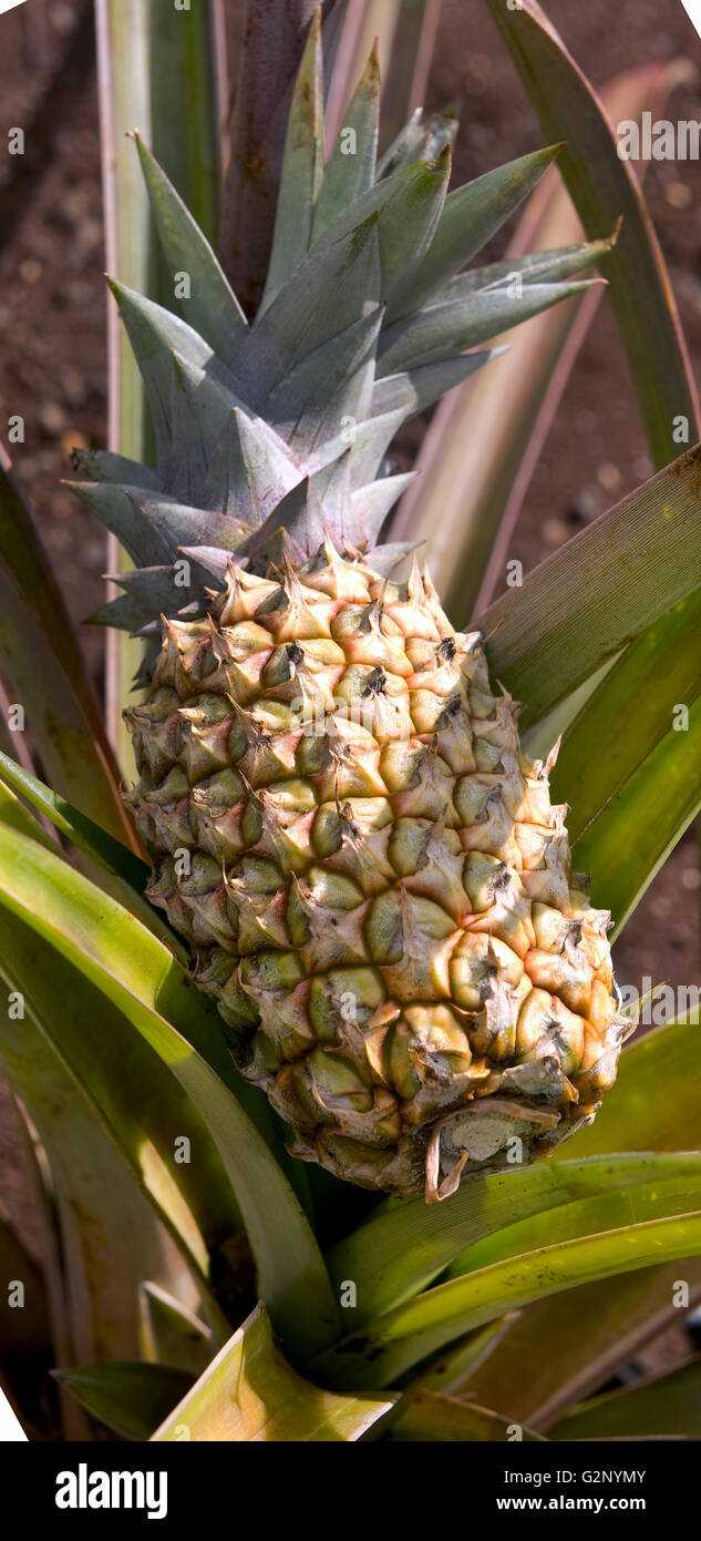 Young fresh pineapple plant in Oahu, Hawaii. Stock Photo