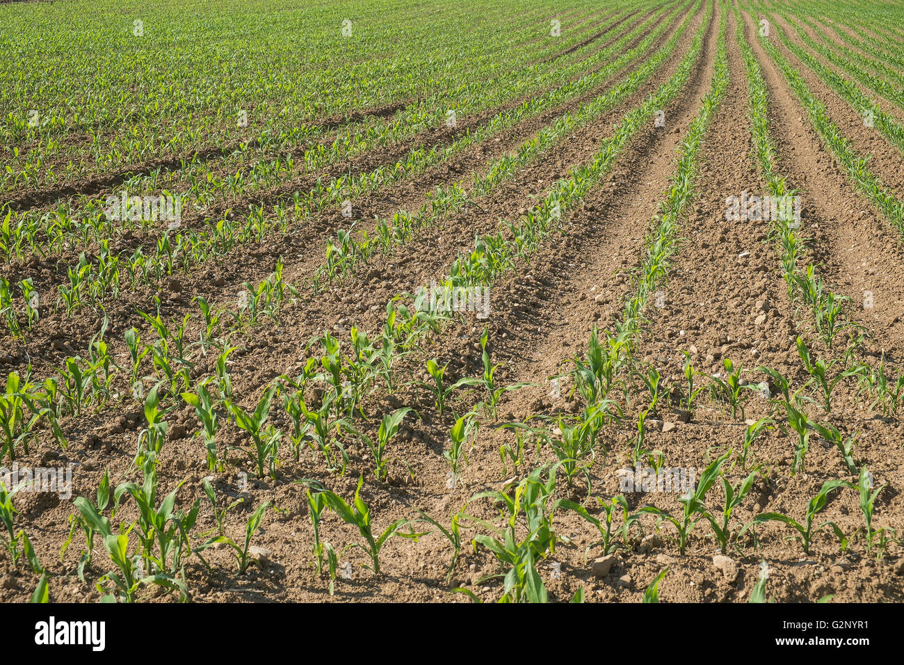 cultivated field Stock Photo
