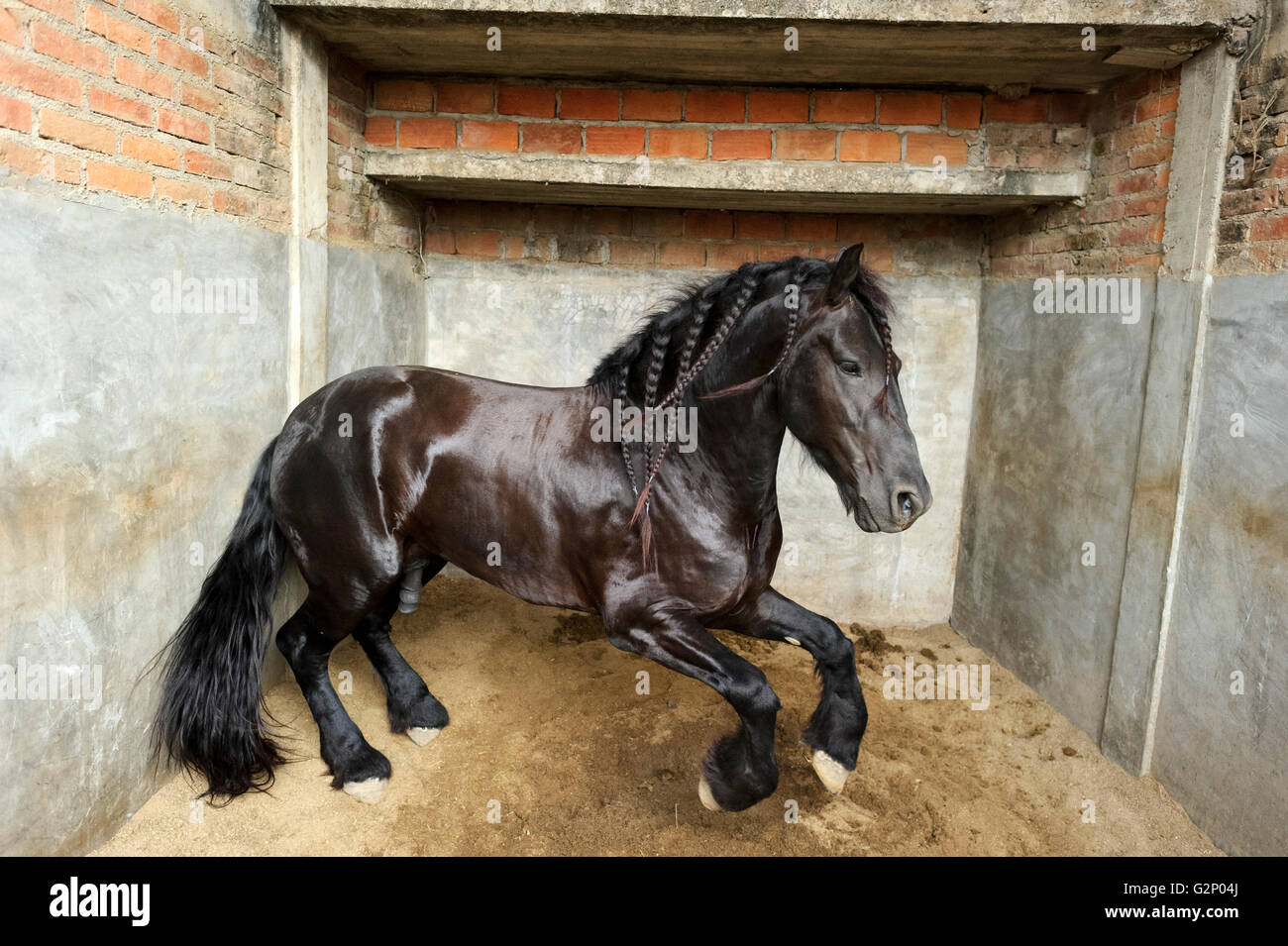 Horse is a powerful majestic stallion jumping in his confined stall. Stock Photo