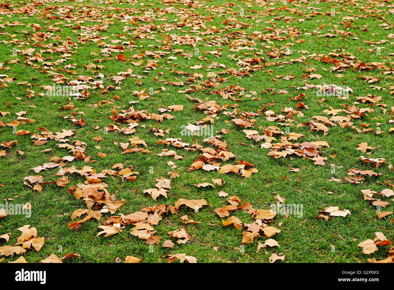 Autumn leaves settle on a lush green grass lawn at Salamanca Place in Hobart, Tasmania, Australia. Stock Photo
