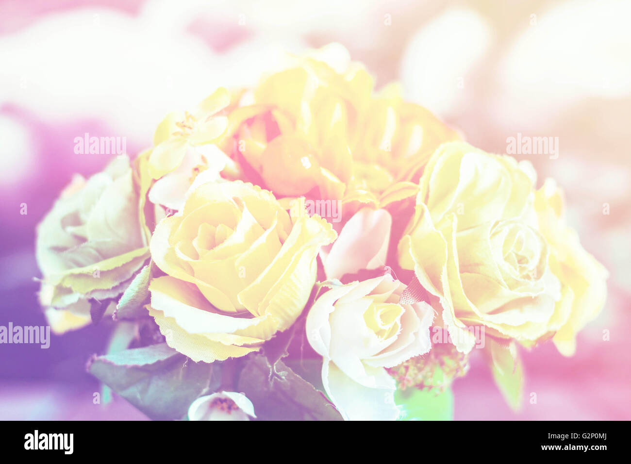 Blurred rose on the color background Stock Photo - Alamy