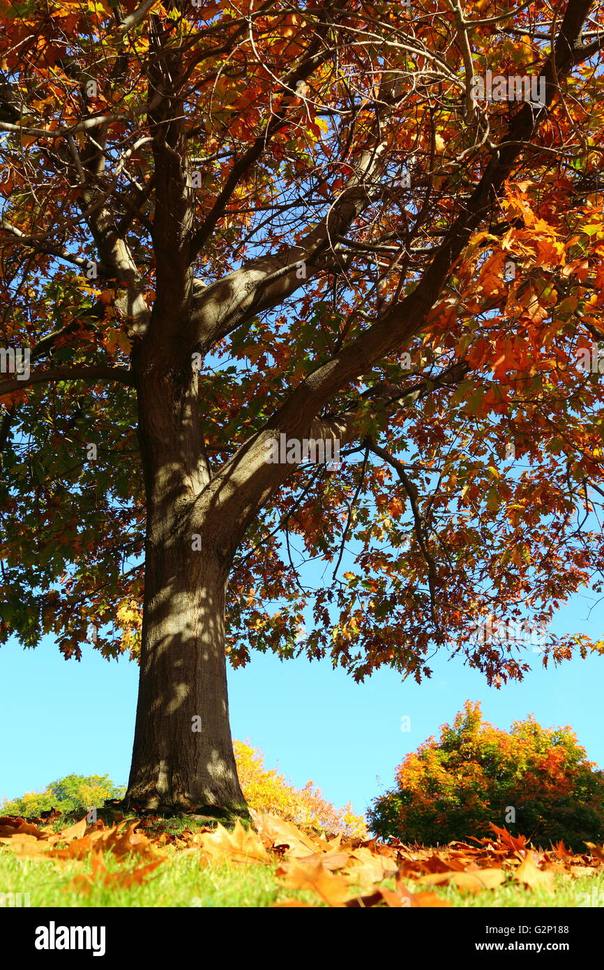 Autumn leaves on a tree and fallen on the grass in Princes Park, Hobart, Tasmania, Australia. Stock Photo