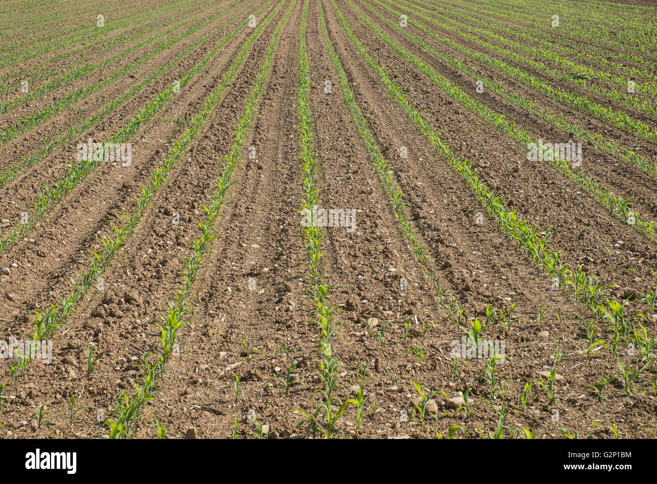 cultivated field Stock Photo