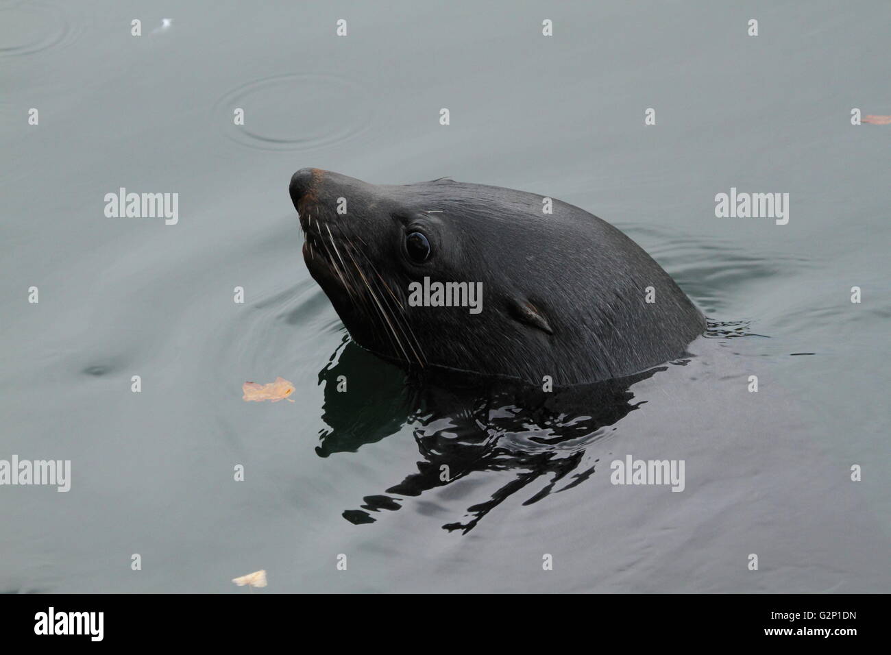 Sammy the Seal, a regular visitor to the harbour at Constitution Dock, Hobart, Tasmania, Australia. Stock Photo