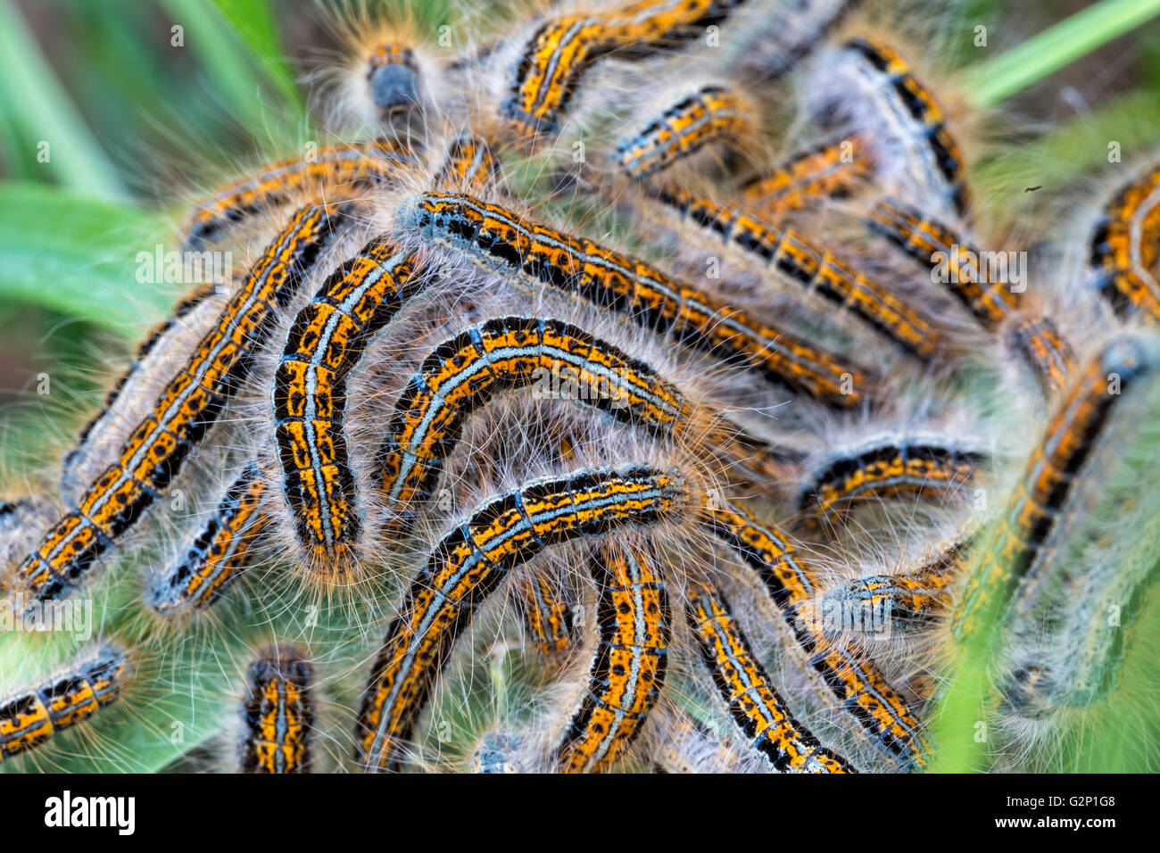 Hairy caterpillars crawling hi-res stock photography and images - Alamy