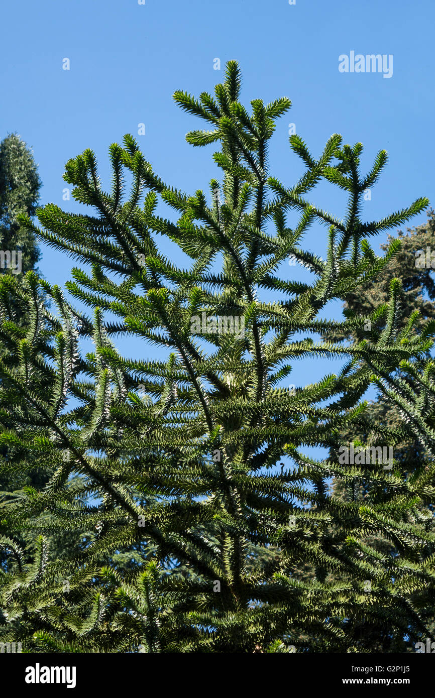 Monkey puzzle tree, Araucaria Stock Photo