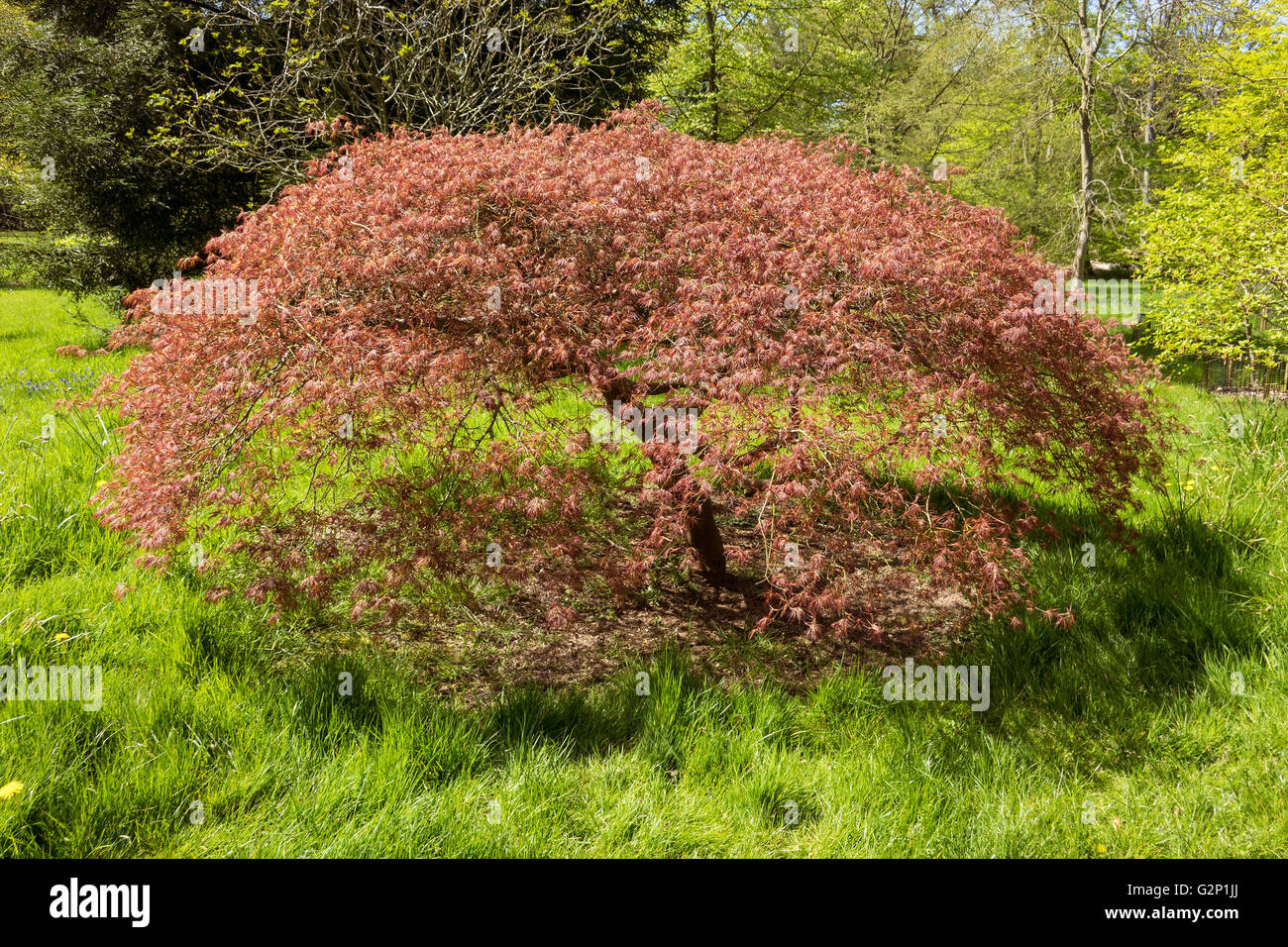 Japanese Maple tree, Acer Palmatum viridis Stock Photo