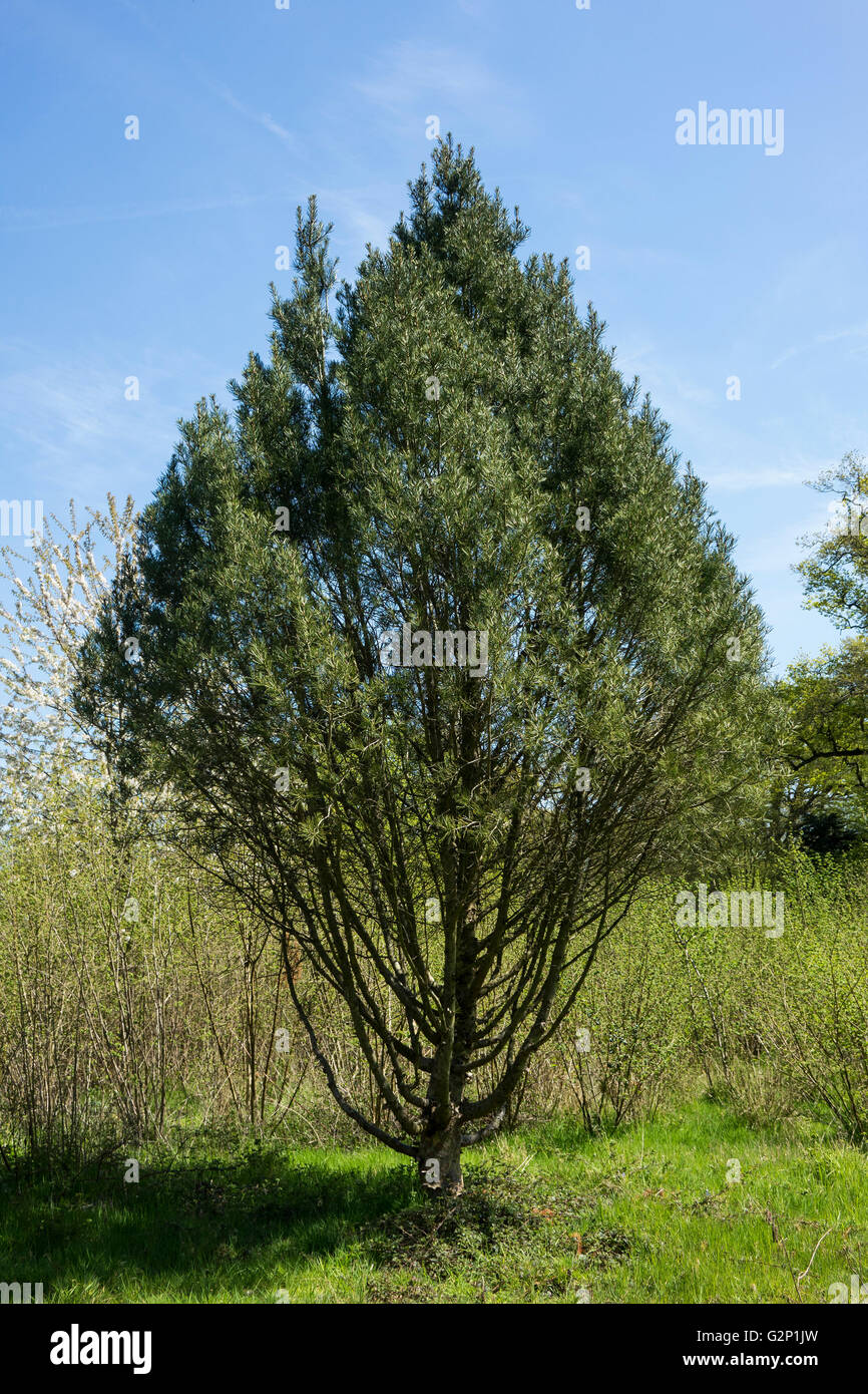 Lacebark Pine tree Stock Photo