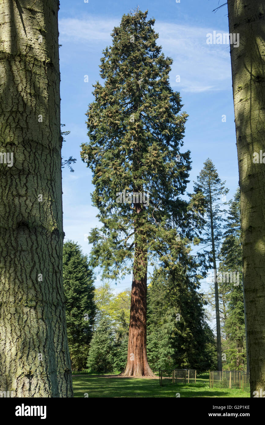 Giant redwood tree Stock Photo