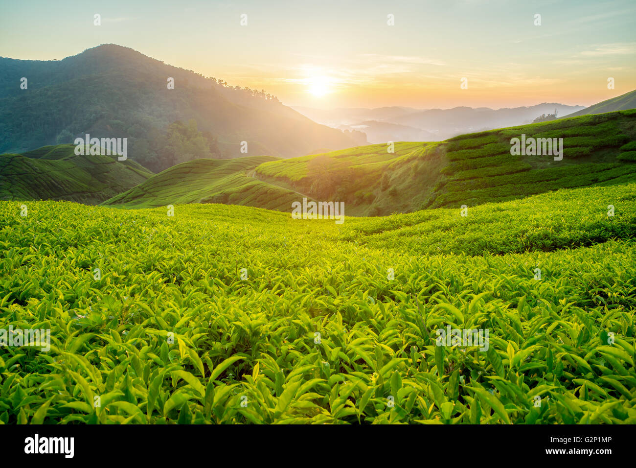 Tea plantation in Cameron highlands, Malaysia Stock Photo - Alamy