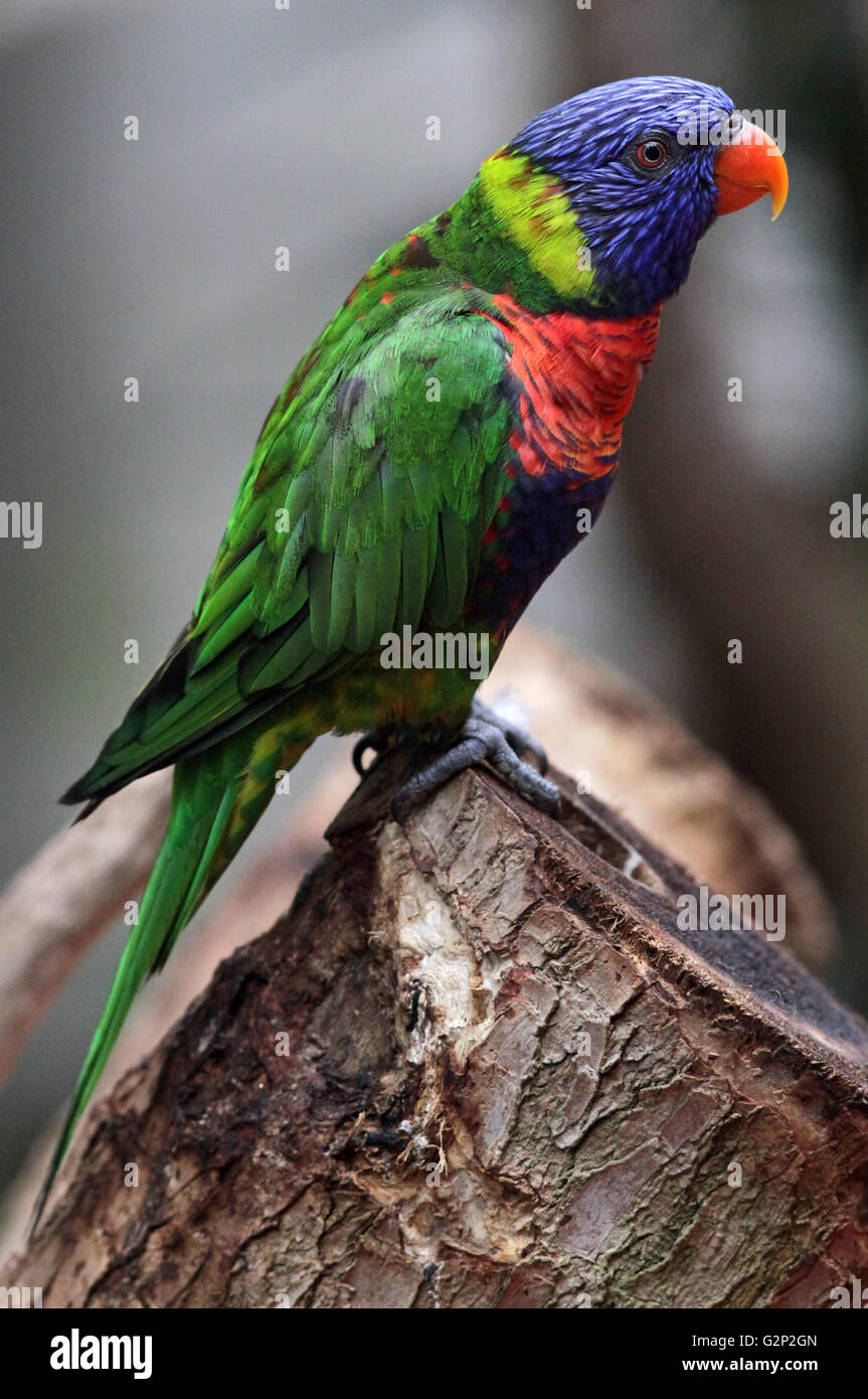 Rainbow lorikeet Trichoglossus moluccanus parrot found in Australia. Stock Photo