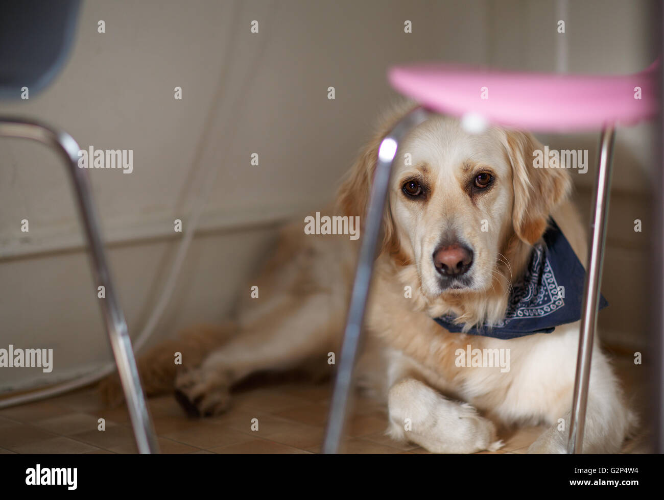 Studio Portrait of a beautiful Golden Retriever Dog Stock Photo - Alamy