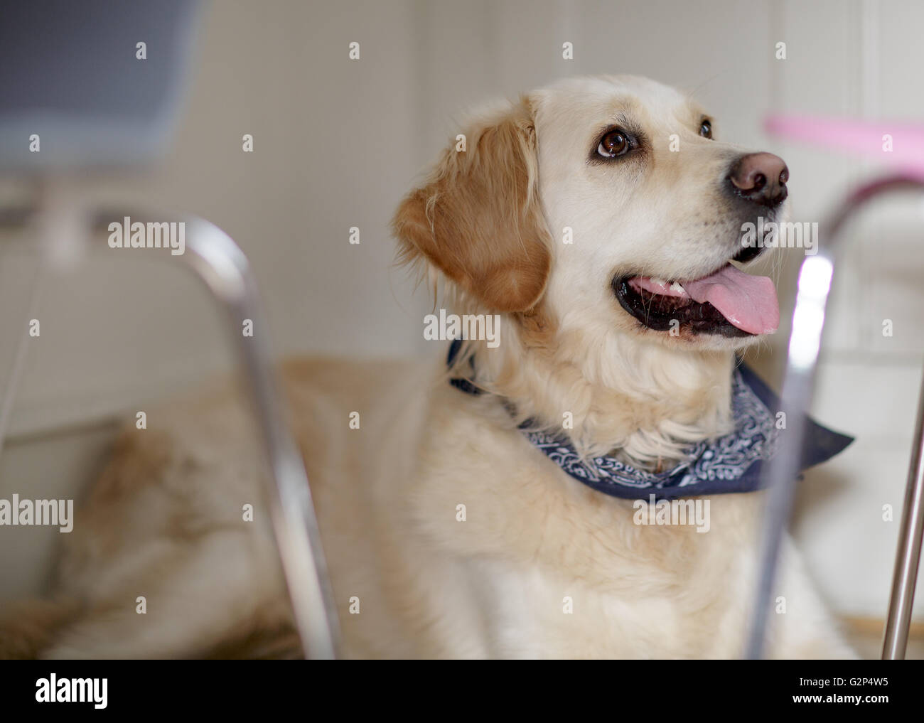 Studio Portrait of a beautiful Golden Retriever Dog Stock Photo - Alamy