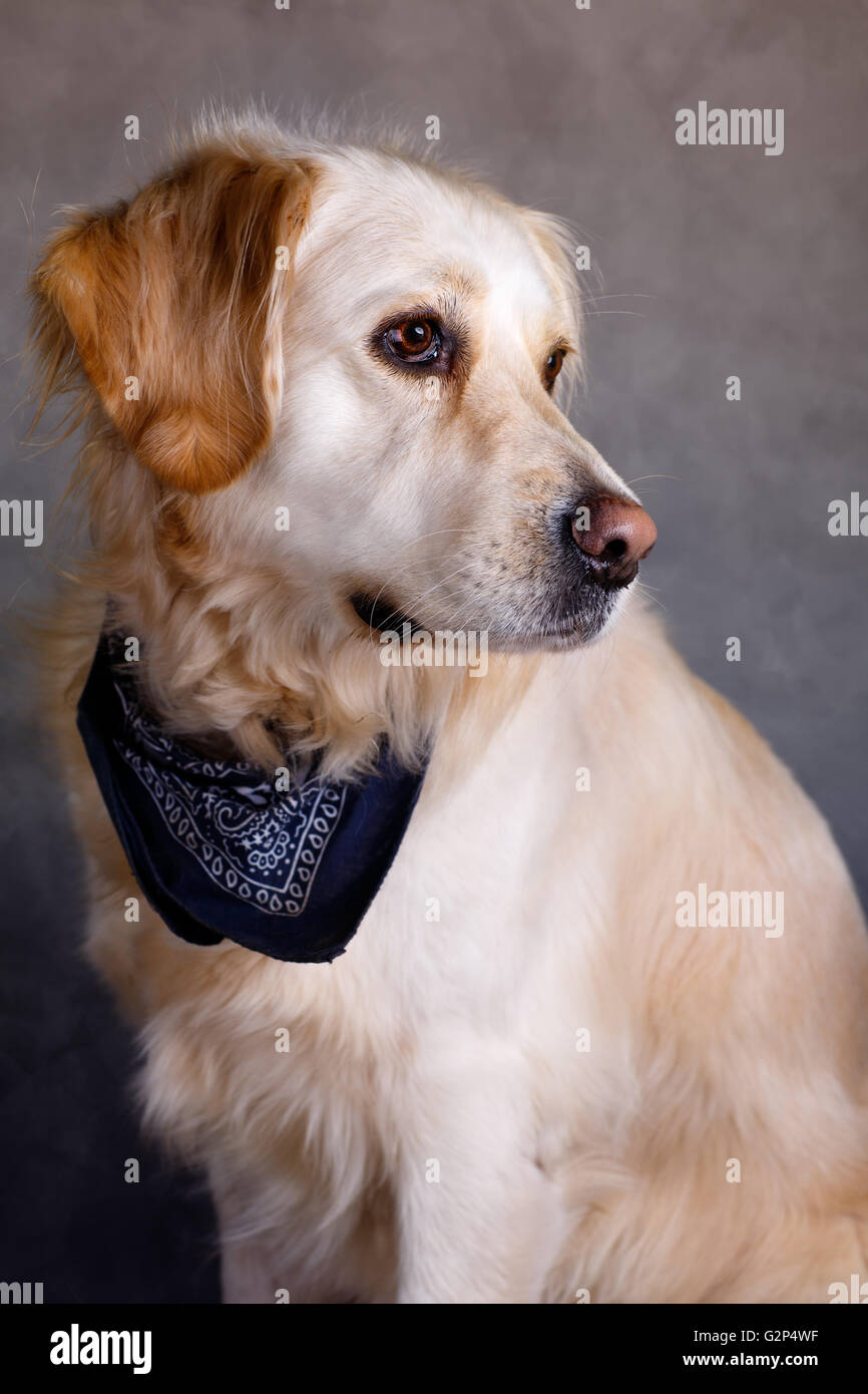 Studio Portrait of a beautiful Golden Retriever Dog Stock Photo