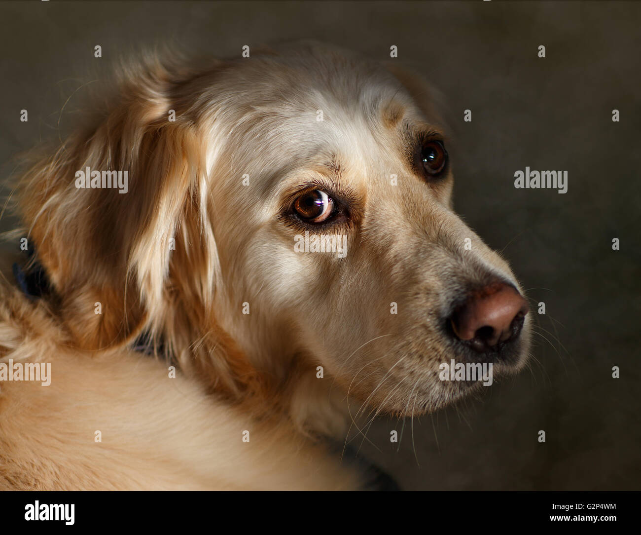 Studio Portrait of a beautiful Golden Retriever Dog Stock Photo