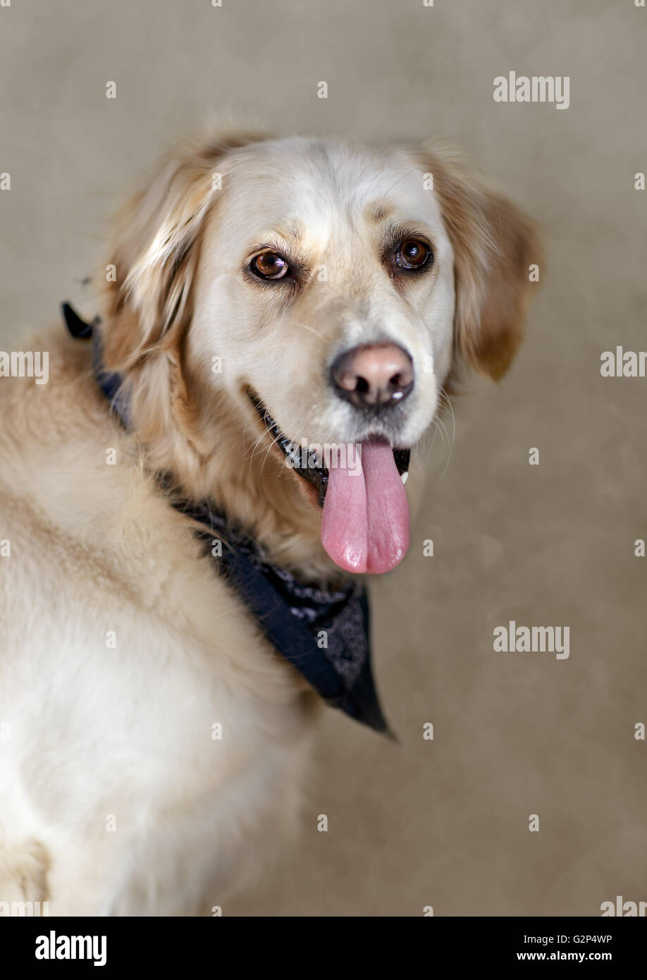 Studio Portrait of a beautiful Golden Retriever Dog Stock Photo - Alamy