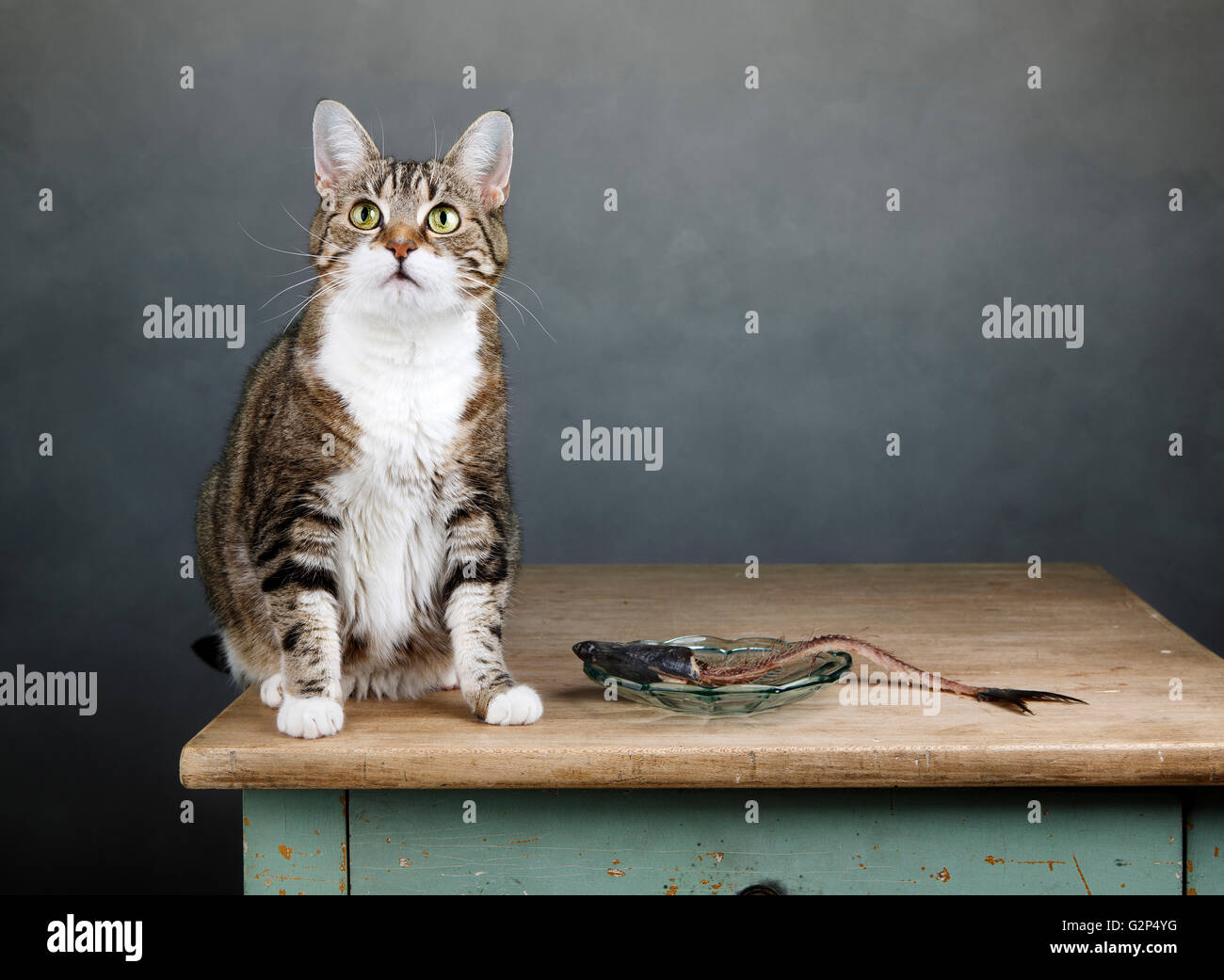 Portrait of a three colored housecat sitting on table with an eaten herring Stock Photo