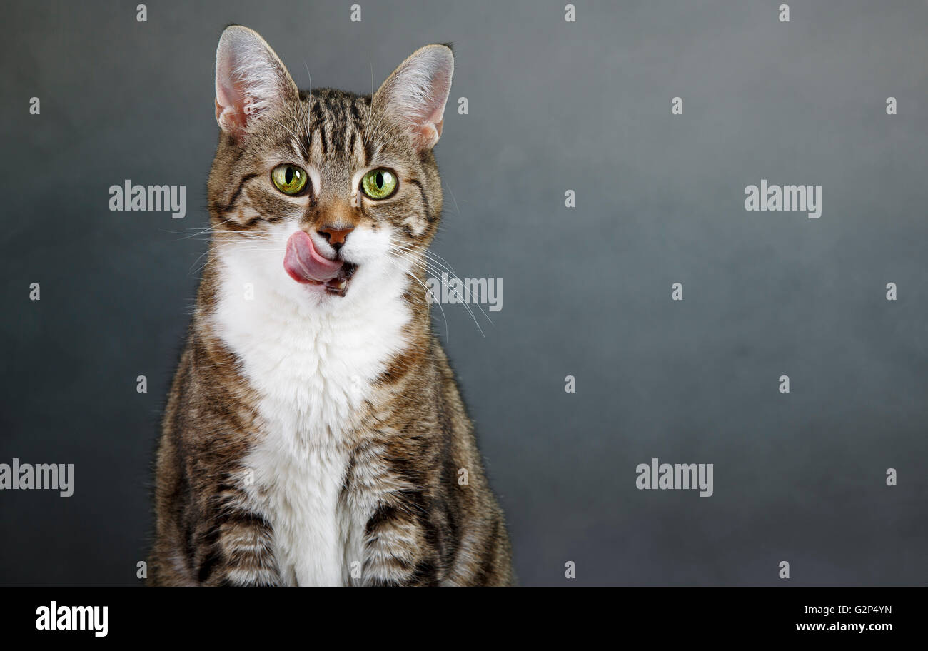 Portrait of a three colored housecat licking her mouth after eating