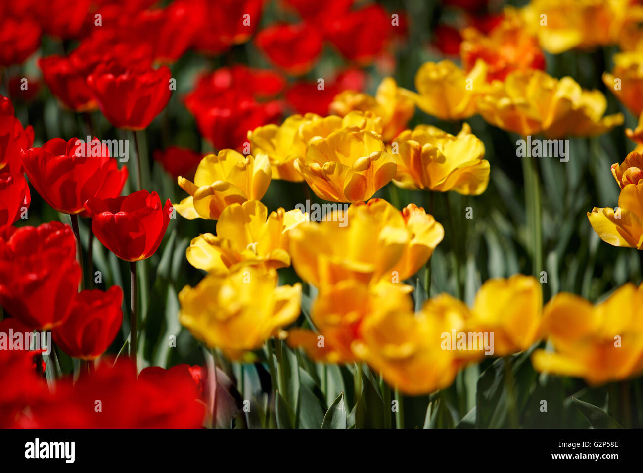 Flower bed of bright vivid red and yellow Tulips in Spring Stock Photo ...