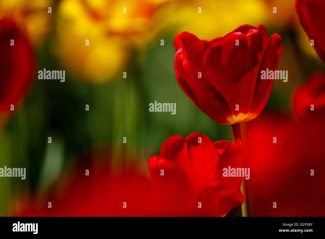 Flower bed of bright vivid red and yellow Tulips in Spring Stock Photo ...