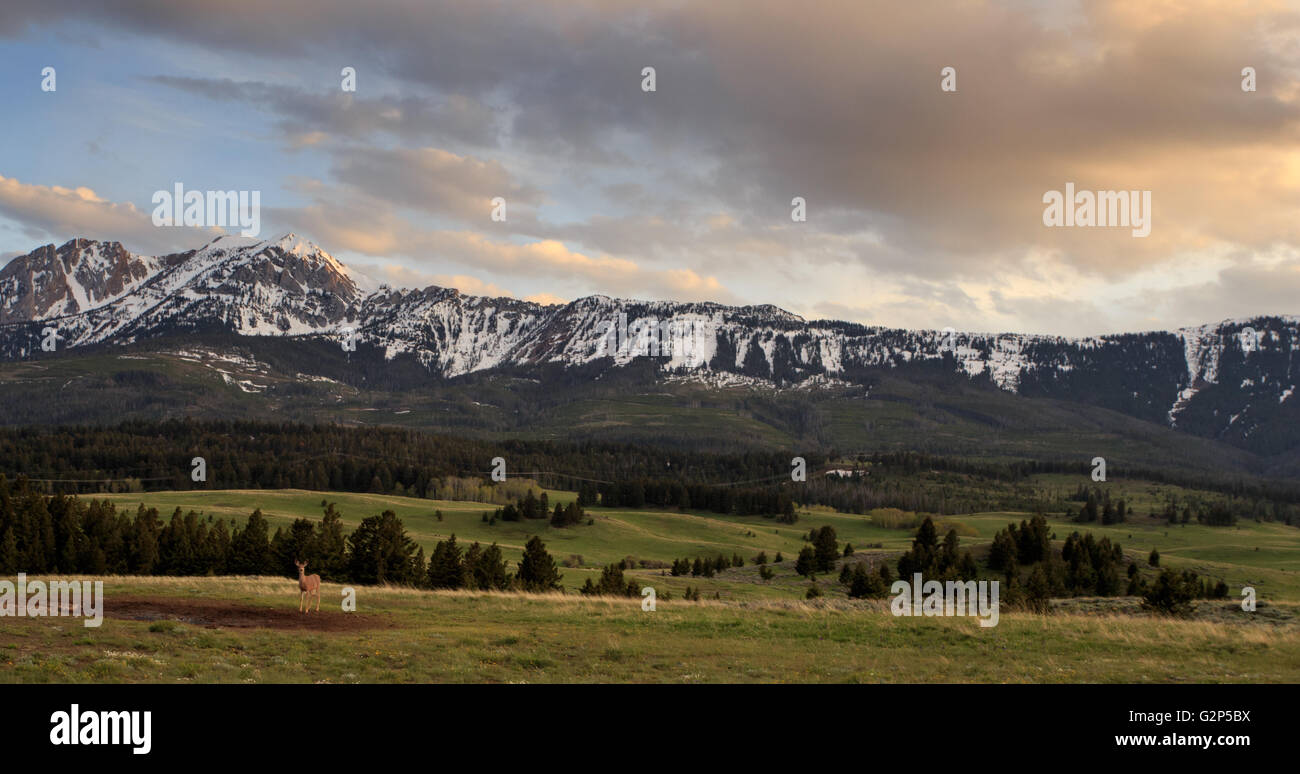 Woodland snow capped mountain hi-res stock photography and images - Alamy