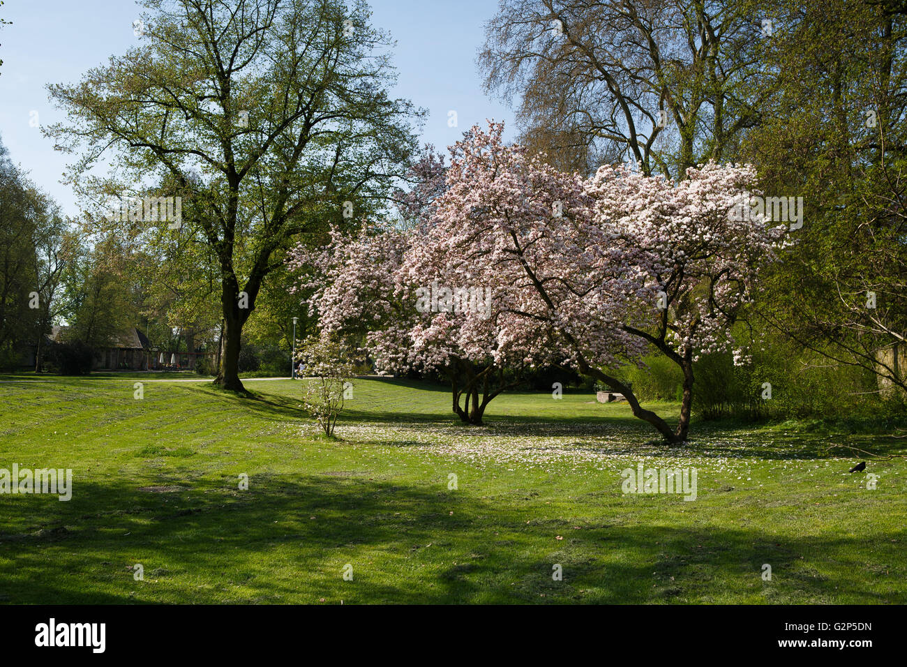 Flowering Magnolia Trees in the Cathedral Park in Speyer Germany in Spring Stock Photo