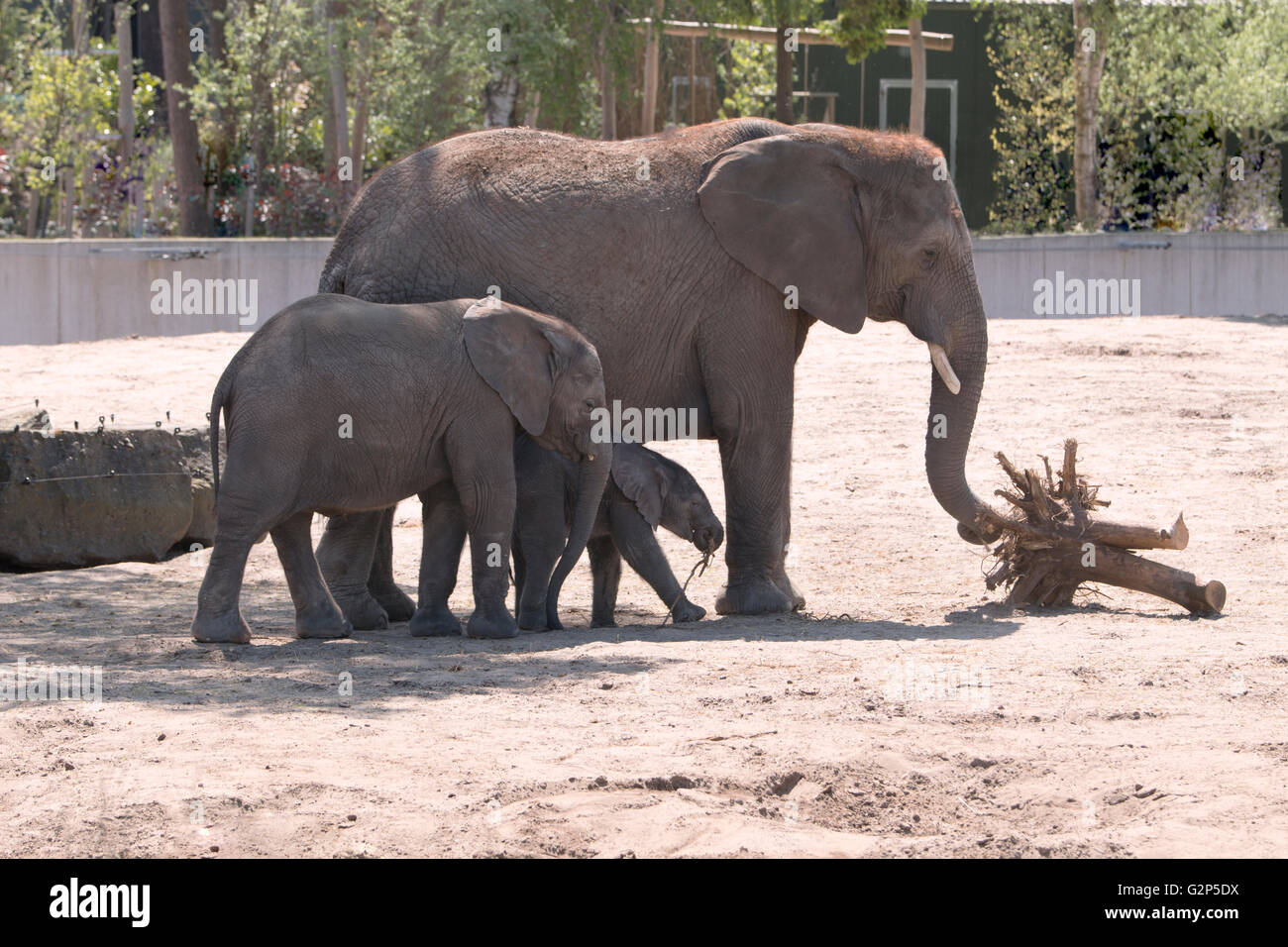 Baby elephant eating grass hi-res stock photography and images - Alamy