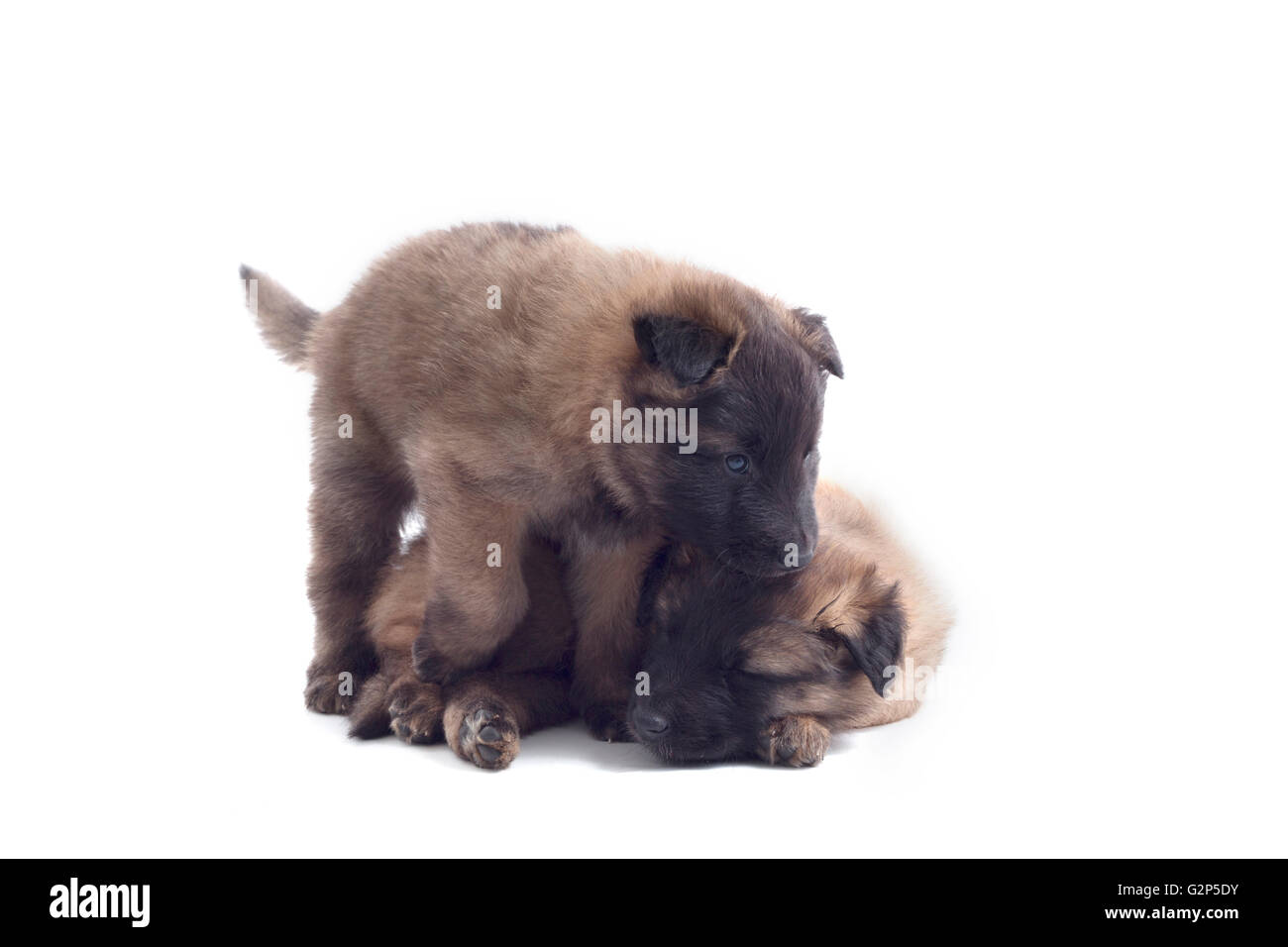 Two puppy’s, Belgian Shepherd Tervuren, isolated on white background Stock Photo