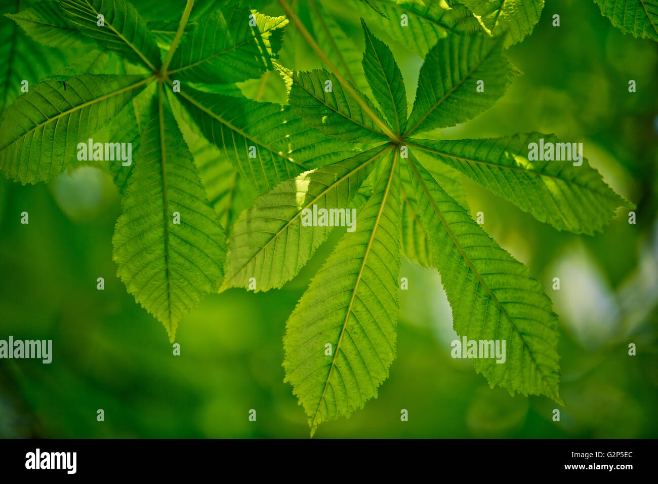 Fresh green conker or buckeye leaves in spring Stock Photo