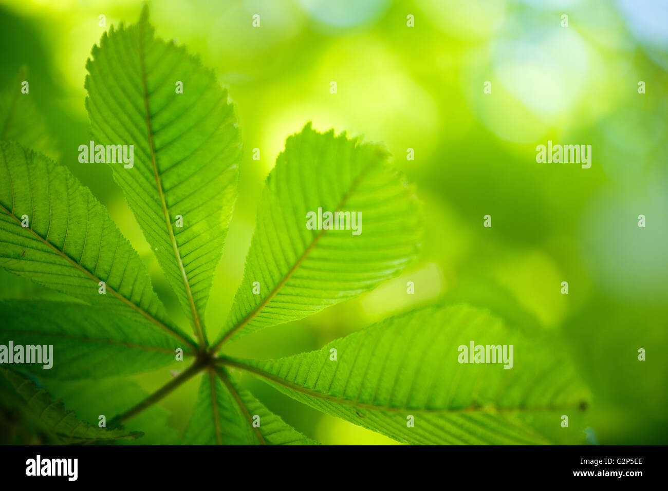 Fresh green conker or buckeye leaves in spring Stock Photo