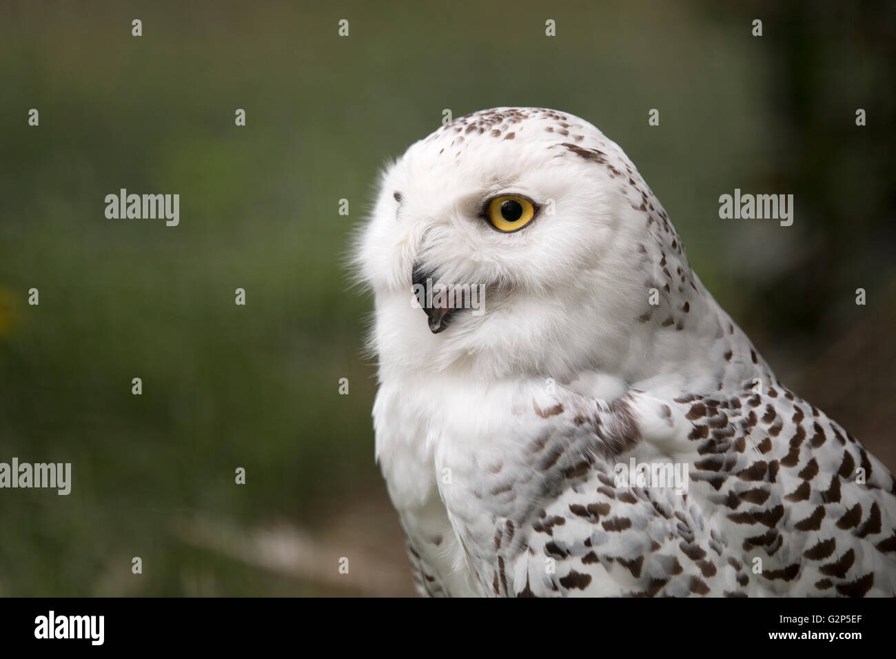 snow owl, headshot Stock Photo