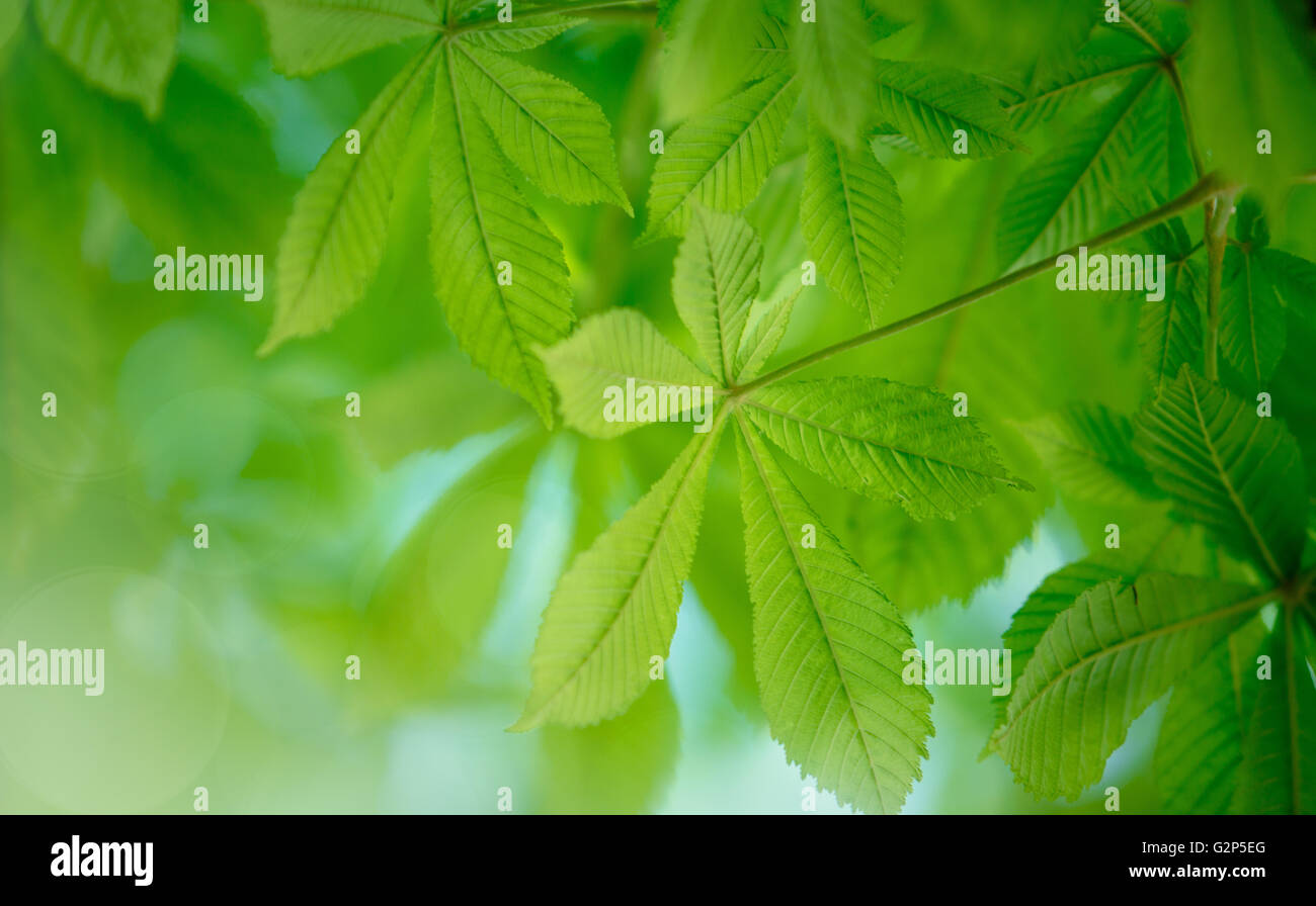 Fresh green conker or buckeye leaves in spring Stock Photo