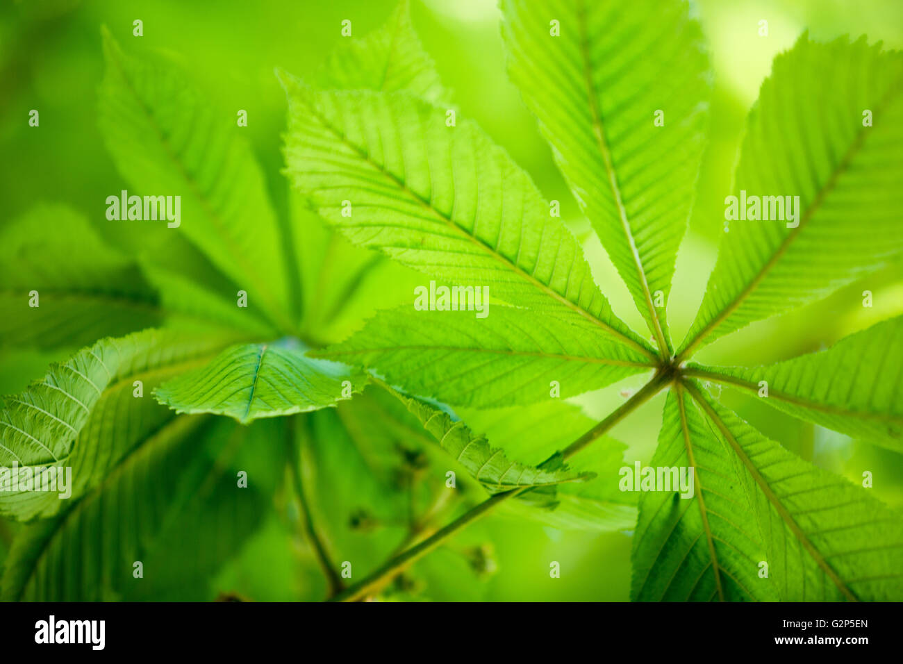Fresh green conker or buckeye leaves in spring Stock Photo