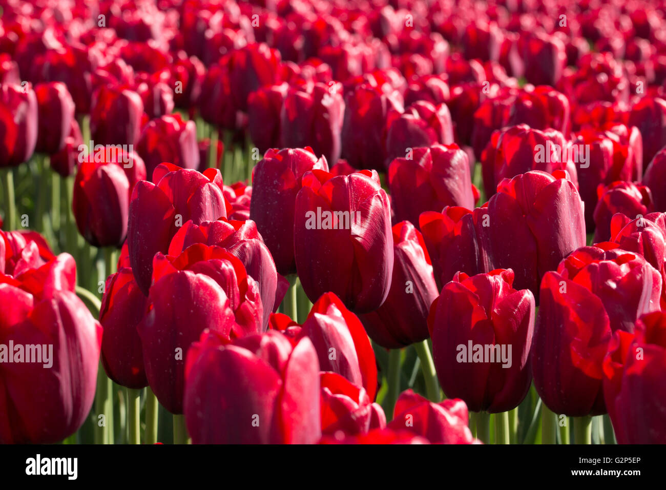 A field of red tulips Stock Photo - Alamy