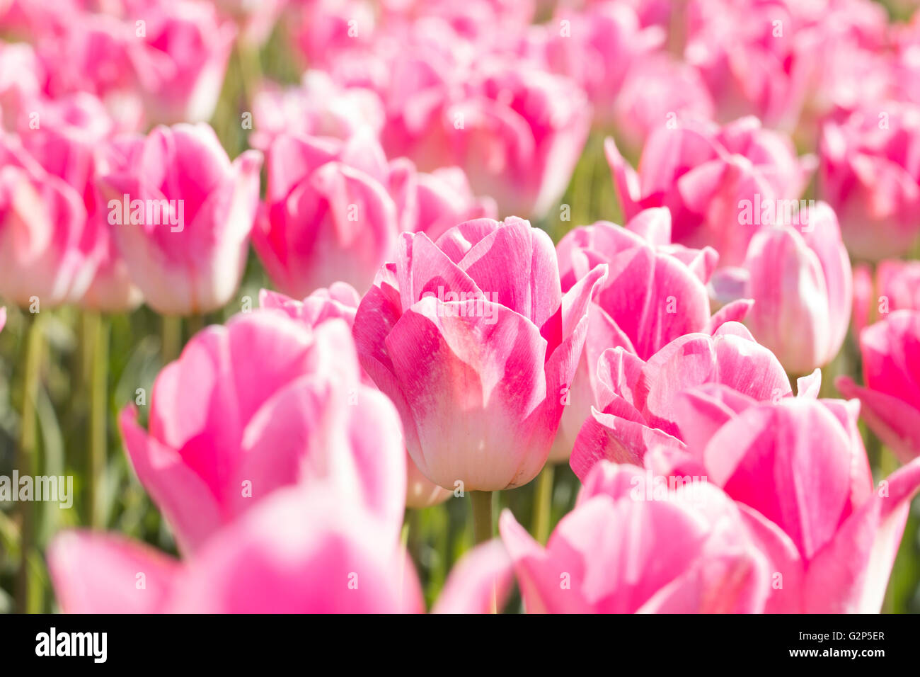 A field of pink tulips Stock Photo - Alamy