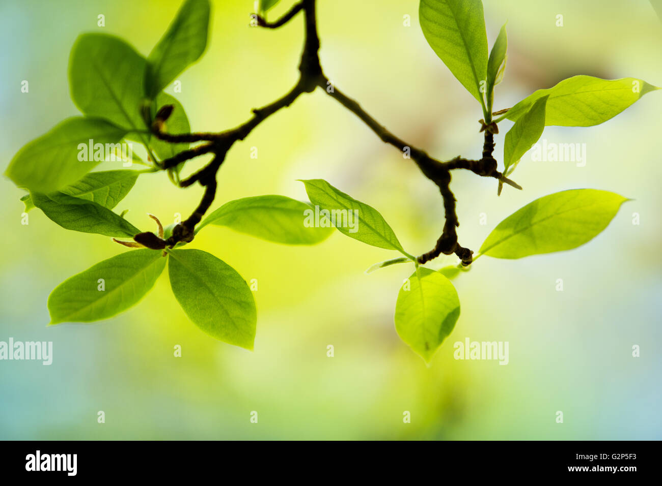 Tree branch with fresh green leaves in spring Stock Photo - Alamy
