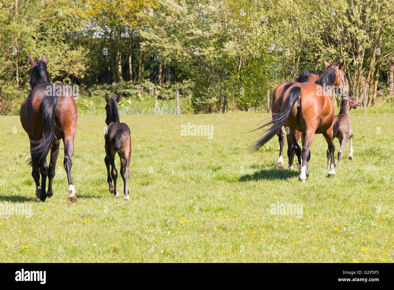 Three horses and two foals running away in grass land Stock Photo