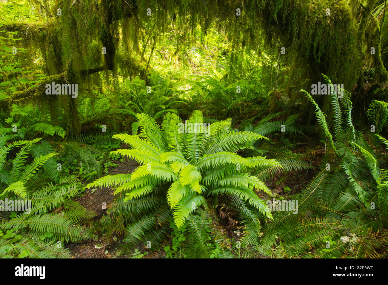 Sword ferns and moss-covered Vine Maple, Hall of Mosses, Hoh river valley, Olympic National Park, Washington, May Stock Photo