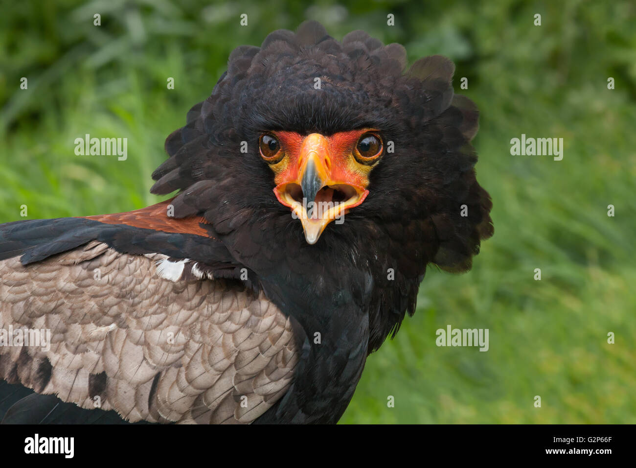 Bateleur Eagle showing annoyance Stock Photo