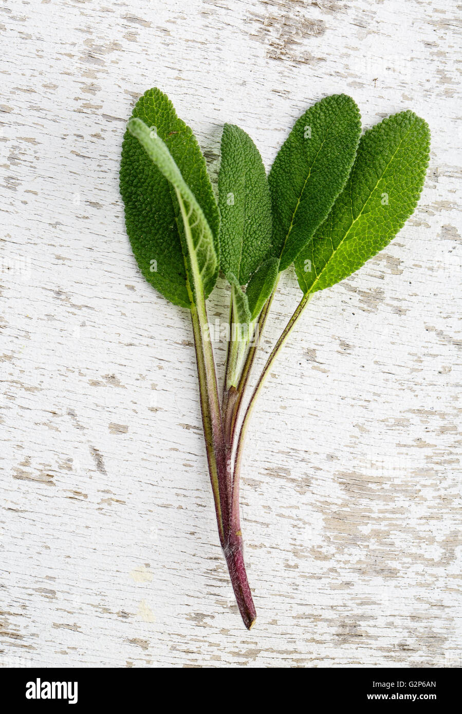 Single twig of fresh Sage on wooden board Stock Photo