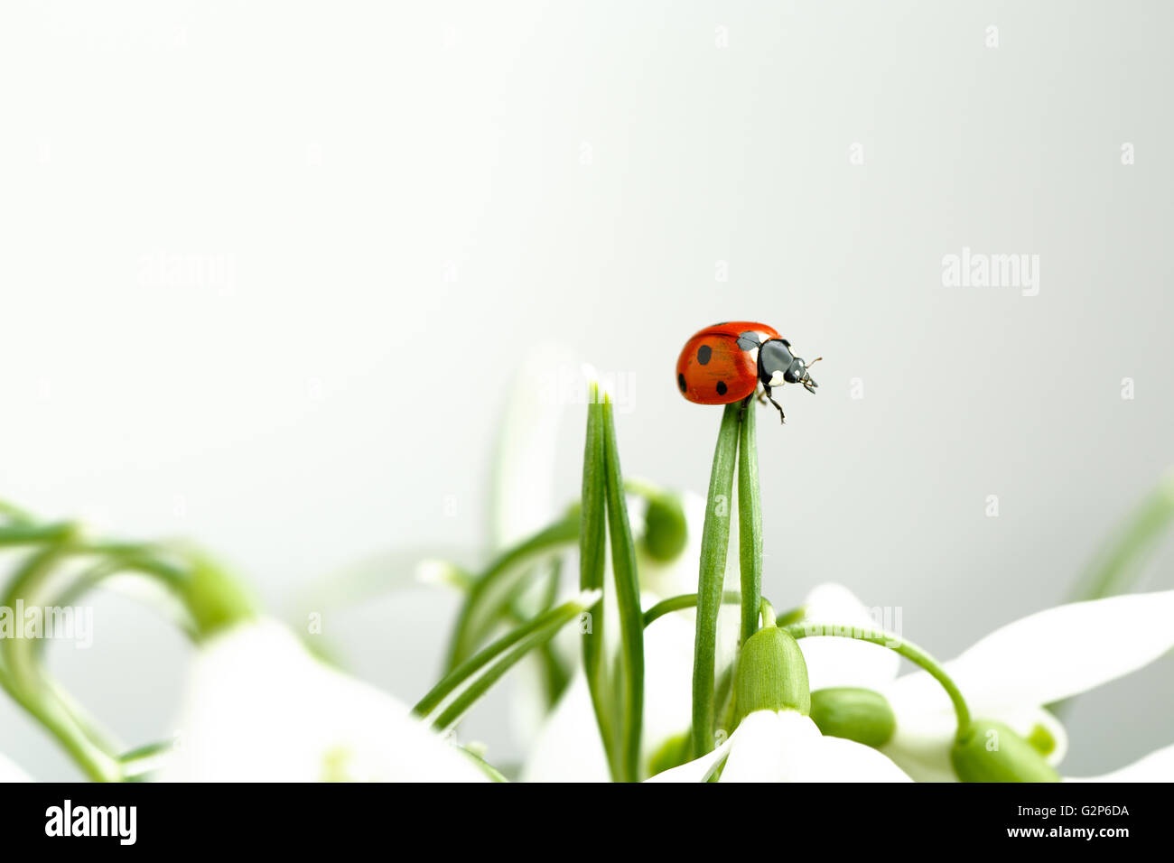 European ladybug hi-res stock photography and images - Alamy
