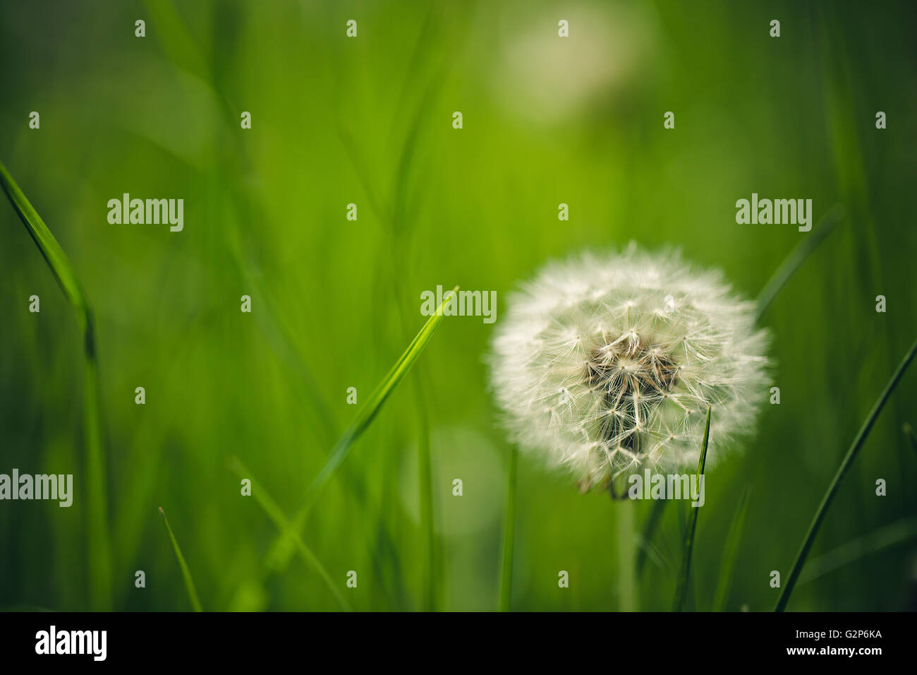 Bright green Meadow with Dandelion Blowballs in Summer Stock Photo