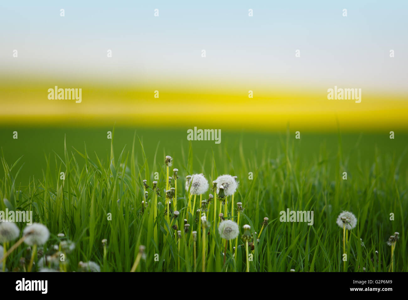 Bright green Meadow with Dandelion Blowballs in Summer Stock Photo