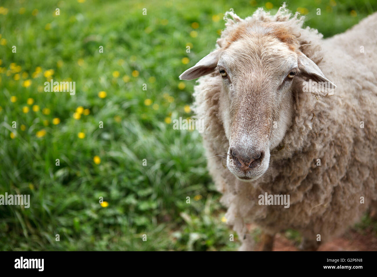 Portrait of a Sheep grazing on the meadow Stock Photo