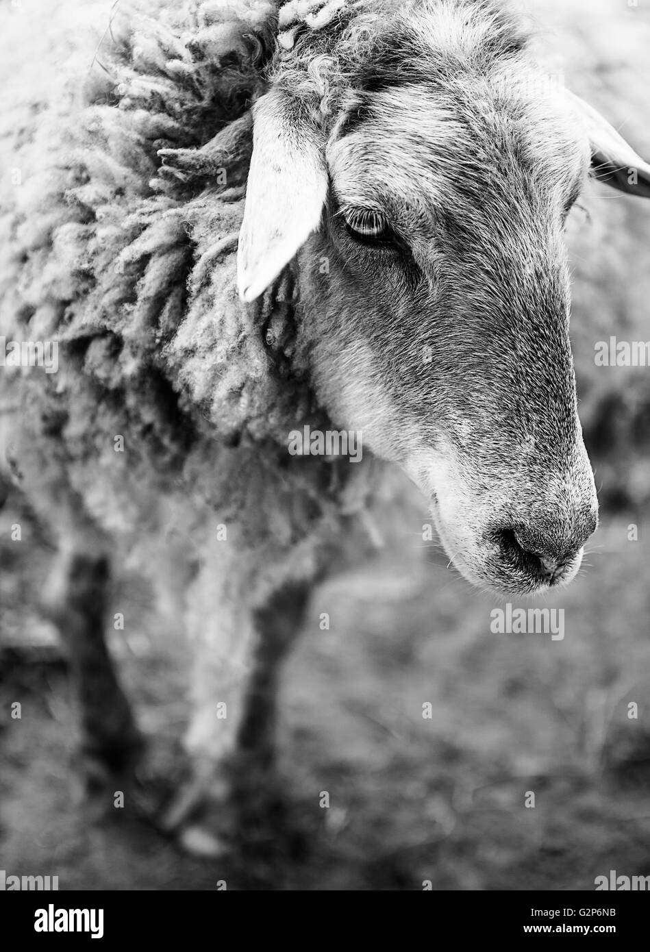 Portrait of a Sheep grazing on the meadow Stock Photo