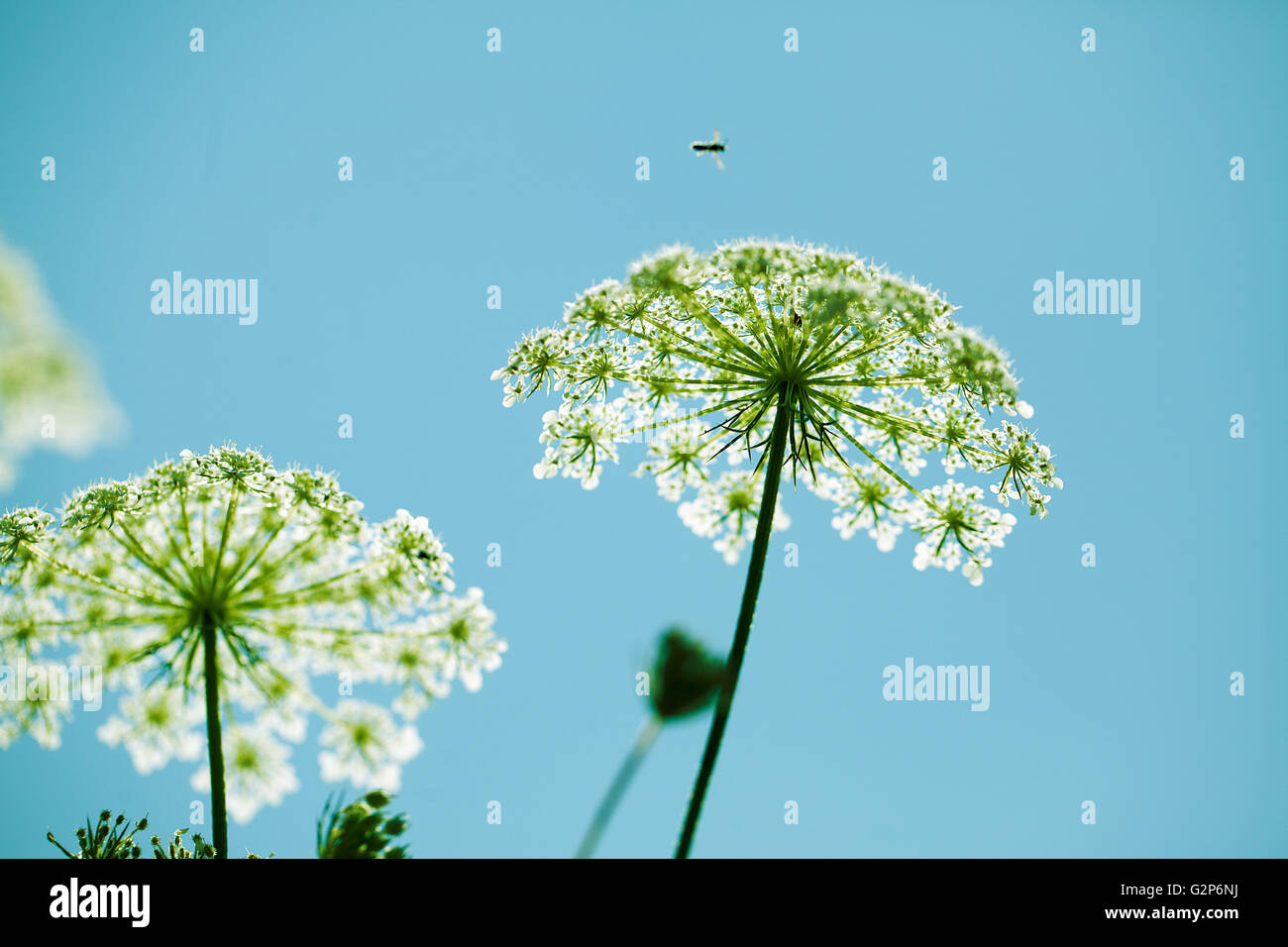 Close-up of Dill flower umbels in autumn Stock Photo